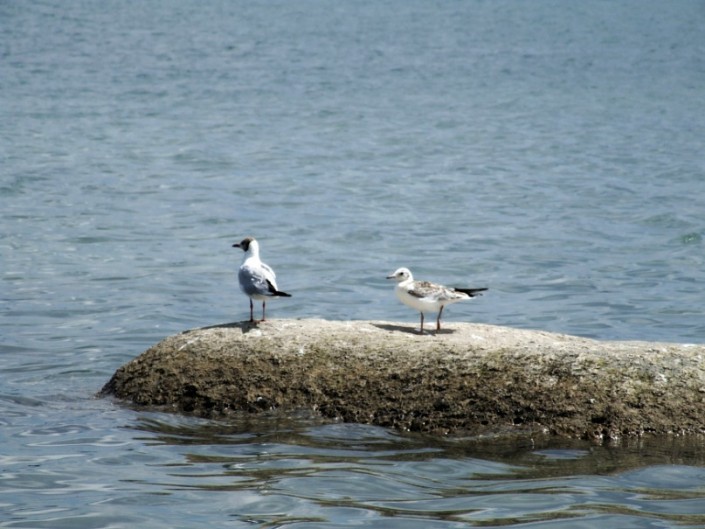 Боровое. Фото ©Василина Атоянц