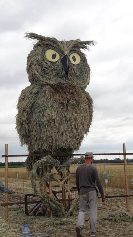 соломенная сова в Акмолинской области